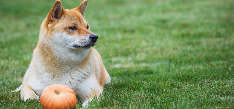 Safe Human Foods for Dogs: A Comprehensive Guide