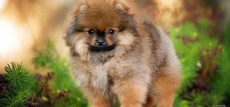 How Far and How Fast: Exploring the Sound Range Dogs Can Hear