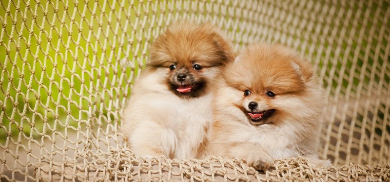 How Far and How Fast: Exploring the Sound Range Dogs Can Hear