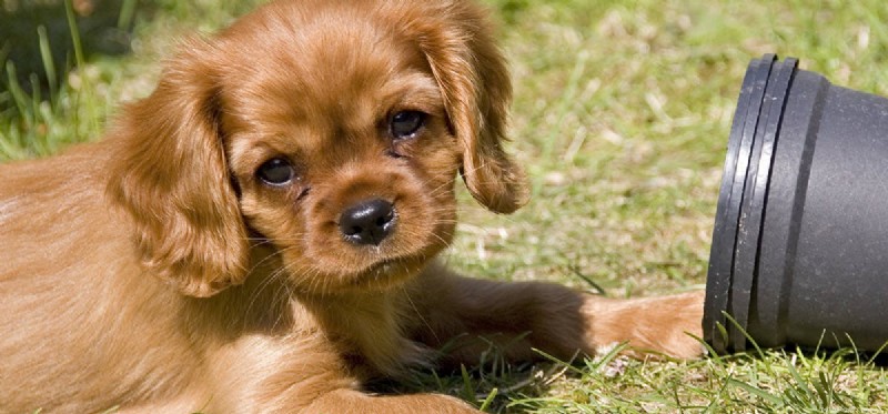 How Far and How Fast: Exploring the Sound Range Dogs Can Hear