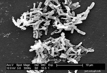 Enhance Your Pet’s Health with a Fecal Microbiota Transplant (FMT)
