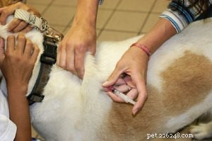 Comprehensive Guide to Diagnosing, Treating, and Managing Diabetes in Dogs