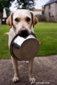 Comprehensive Guide to Diagnosing, Treating, and Managing Diabetes in Dogs