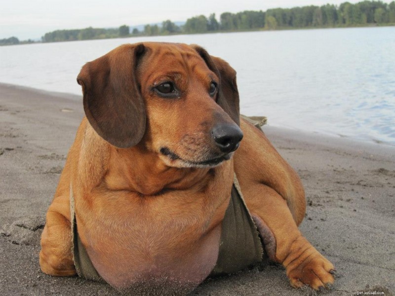 Comprehensive Guide to Diagnosing, Treating, and Managing Diabetes in Dogs