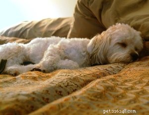 Comprehensive Guide to Diagnosing, Treating, and Managing Diabetes in Dogs