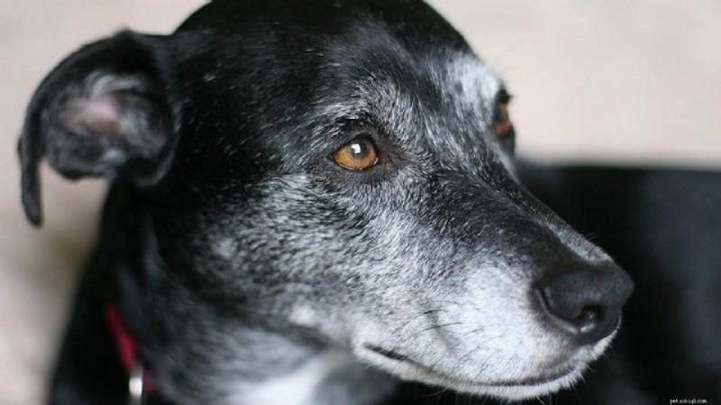 Understanding Blood Cancer in Dogs: Hemangiosarcoma, Leukemia & Lymphoma – Early Detection & Treatment Options