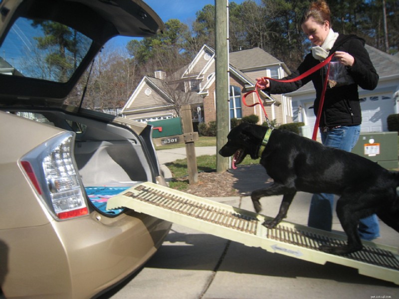 Guide to Supporting Senior Dogs for Healthy Aging