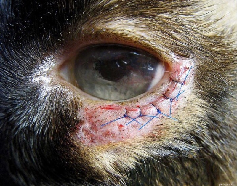 Health Challenges in Large Dog Breeds: What Owners Need to Know