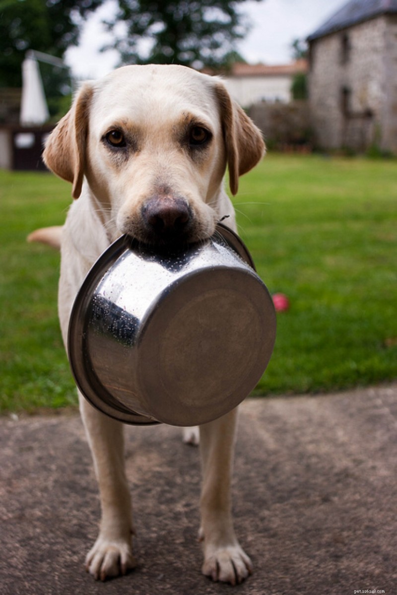 Health Challenges in Large Dog Breeds: What Owners Need to Know