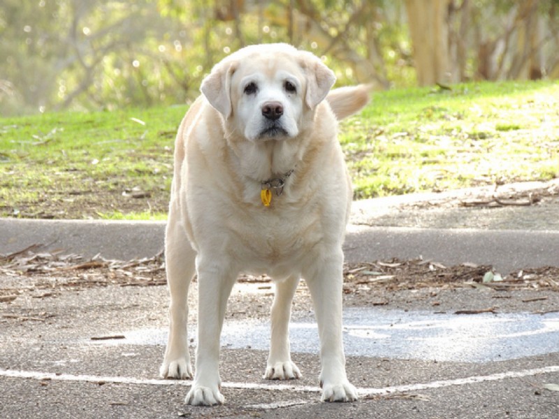 The Serious Consequences of Pet Obesity: Why Fat Dogs Aren’t Just a Joke