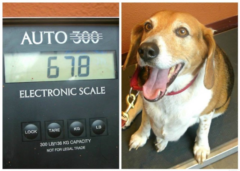 The Serious Consequences of Pet Obesity: Why Fat Dogs Aren’t Just a Joke