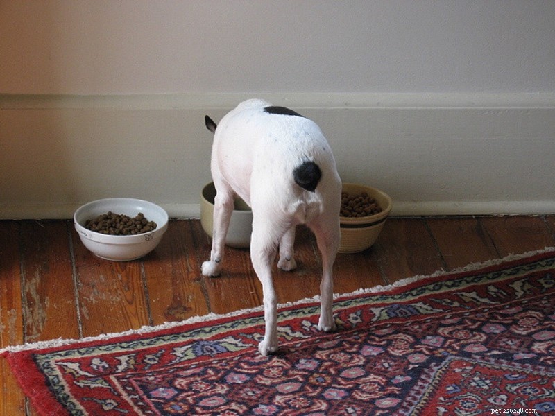 The Serious Consequences of Pet Obesity: Why Fat Dogs Aren’t Just a Joke