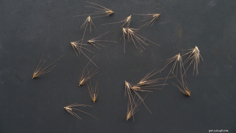 Protect Your Dog from Painful Foxtail Seeds: Expert Prevention Tips