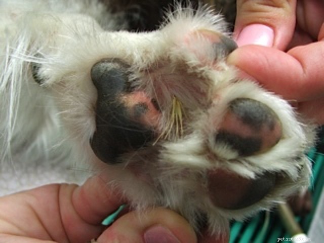 Protect Your Dog from Painful Foxtail Seeds: Expert Prevention Tips