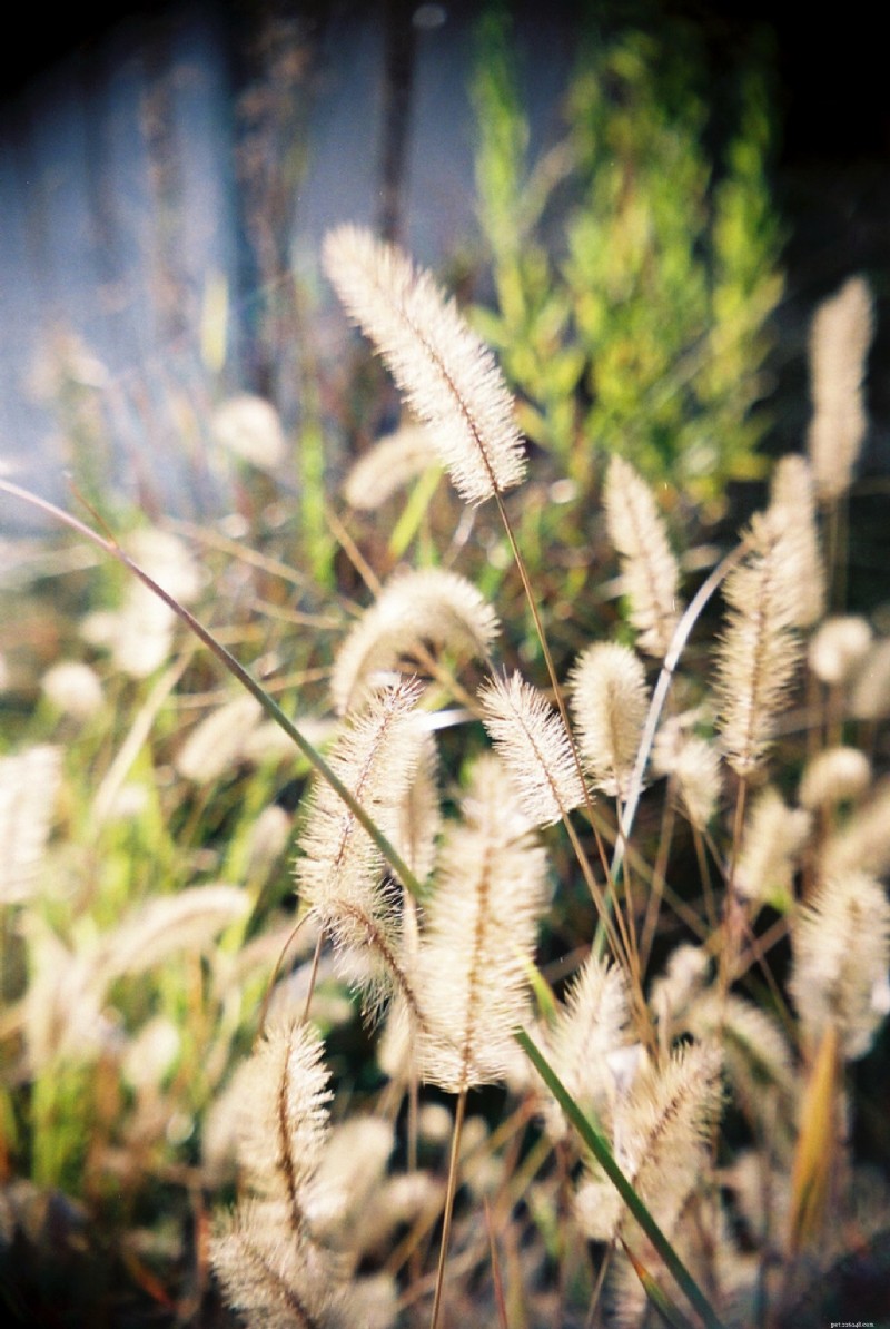 Protect Your Dog from Painful Foxtail Seeds: Expert Prevention Tips