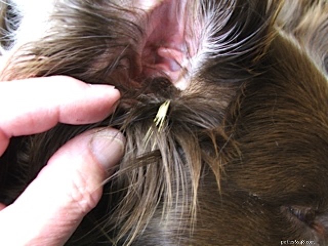 Protect Your Dog from Painful Foxtail Seeds: Expert Prevention Tips