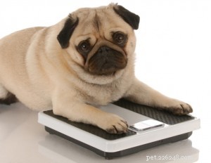 Healthy Weight Loss for Dogs: Proven Strategies to Safely Slim Down Your Pet