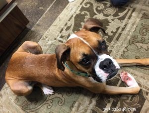 Four Proven Physical Therapy Alternatives for Dogs: Enhance Recovery & Mobility