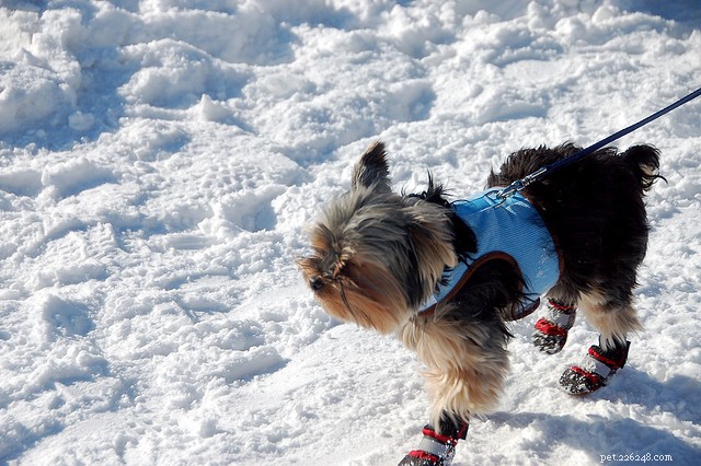 Preventing and Treating Paw Scrapes in Puppies and Dogs
