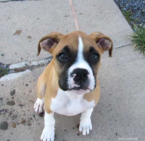Preventing and Treating Paw Scrapes in Puppies and Dogs