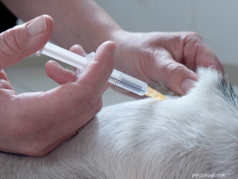 7 Critical Ways Obesity Threatens Your Pet’s Health