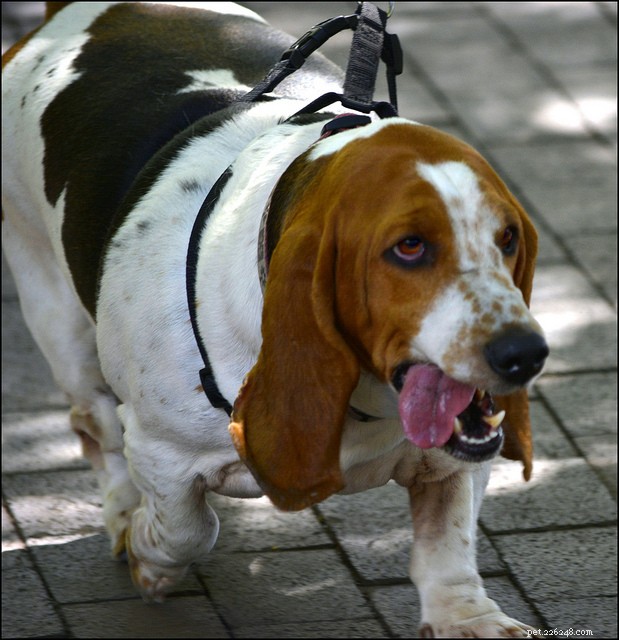 7 Critical Ways Obesity Threatens Your Pet’s Health