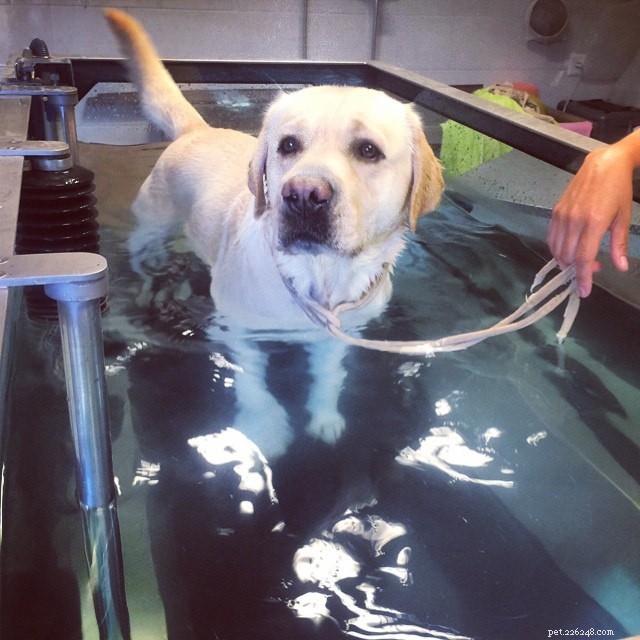 7 Critical Ways Obesity Threatens Your Pet’s Health