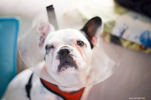 7 Critical Ways Obesity Threatens Your Pet’s Health