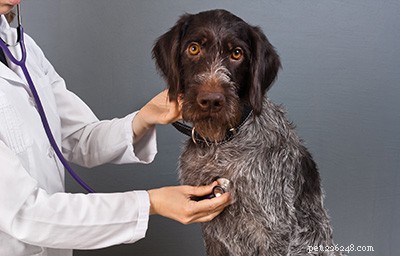 Caring for Senior Dogs: Nutrition, Health, Safety & Common Conditions