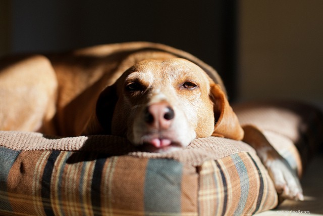 Caring for Senior Dogs: Nutrition, Health, Safety & Common Conditions