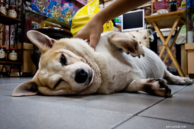 Caring for Senior Dogs: Nutrition, Health, Safety & Common Conditions