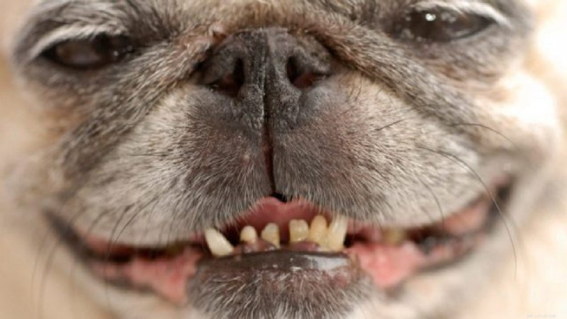 Caring for Senior Dogs: Nutrition, Health, Safety & Common Conditions