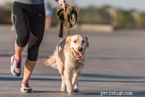 Caring for Senior Dogs: Nutrition, Health, Safety & Common Conditions
