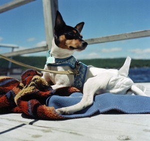 Caring for Senior Dogs: Nutrition, Health, Safety & Common Conditions