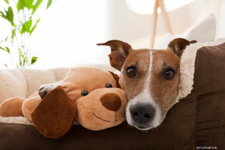 Caring for Senior Dogs: Nutrition, Health, Safety & Common Conditions