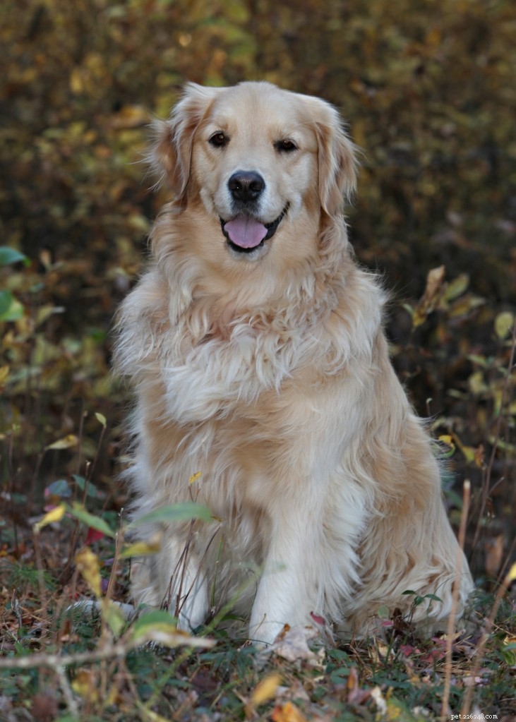 Dog Car Accidents: Prevention, Symptoms, and Care
