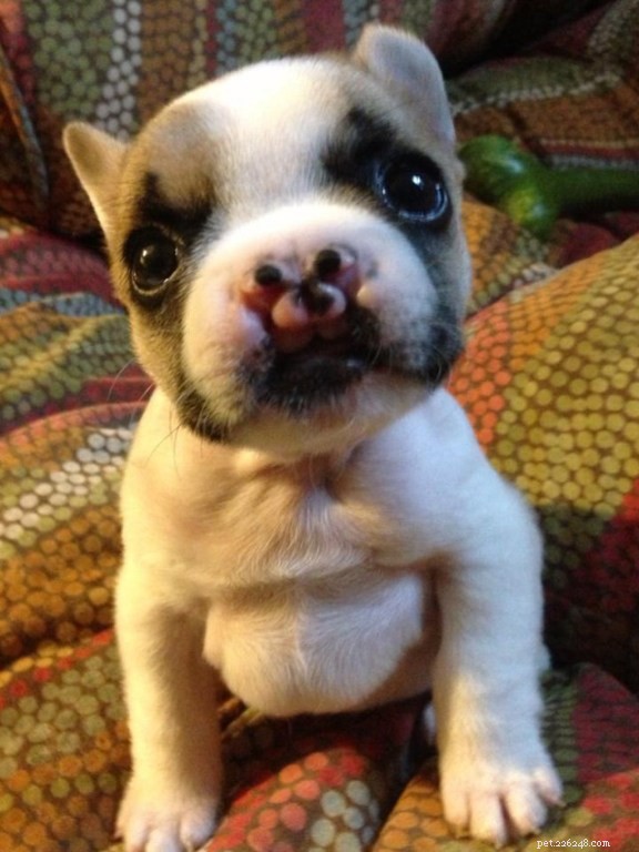 Key Health Concerns for French Bulldogs: What Owners Should Know