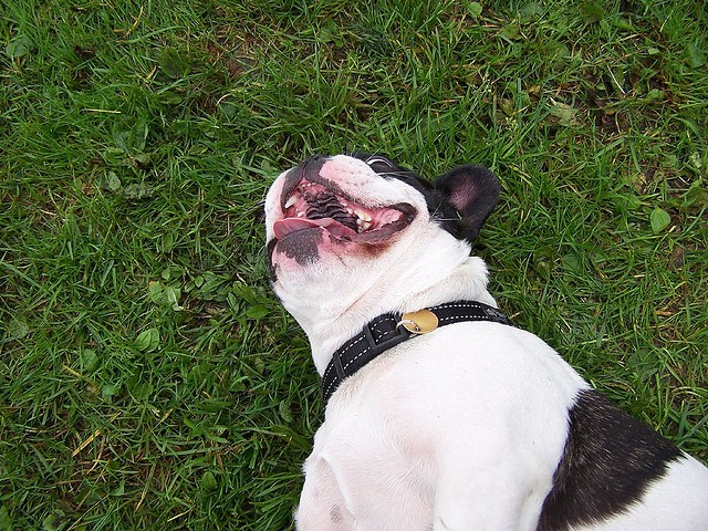 Key Health Concerns for French Bulldogs: What Owners Should Know