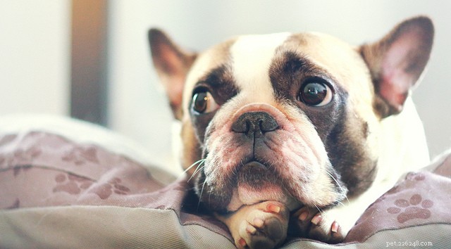 Key Health Concerns for French Bulldogs: What Owners Should Know