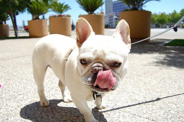 Key Health Concerns for French Bulldogs: What Owners Should Know