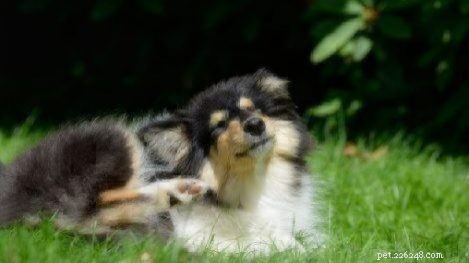 Common Dog Skin Conditions: Symptoms, Causes, and When to Seek Veterinary Care