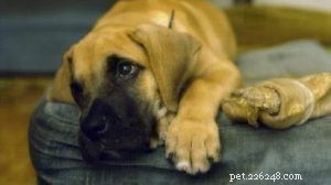 Common Stomach and Intestinal Disorders in Dogs: Symptoms & Solutions