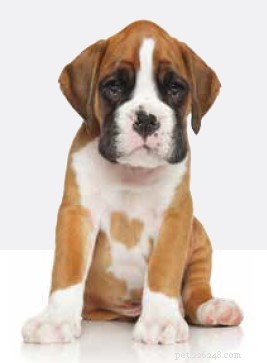Common Stomach and Intestinal Disorders in Dogs: Symptoms & Solutions