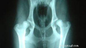 Understanding Dog Hip Dysplasia: Causes, Prevention, and Treatment