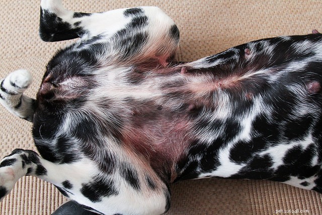 Seasonal Allergies in Dogs: Recognizing Symptoms & Effective Treatment