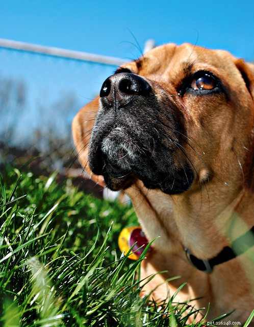 Seasonal Allergies in Dogs: Recognizing Symptoms & Effective Treatment