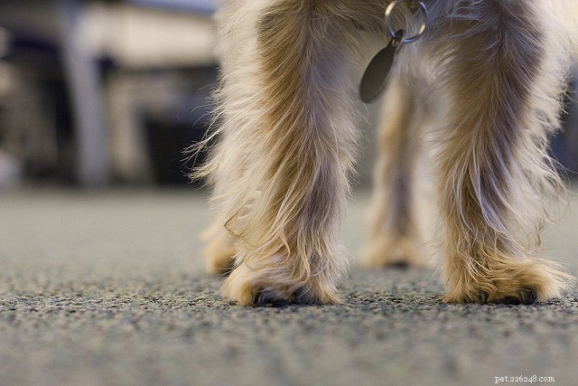 Seasonal Allergies in Dogs: Recognizing Symptoms & Effective Treatment
