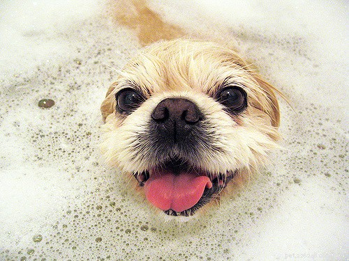 Seasonal Allergies in Dogs: Recognizing Symptoms & Effective Treatment