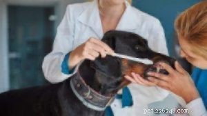 Celebrate National Pet Dental Health Month: Essential Dental Care Tips for Dogs & Cats