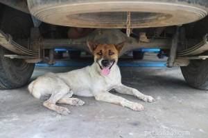 Protect Your Dog: Preventing Antifreeze Poisoning